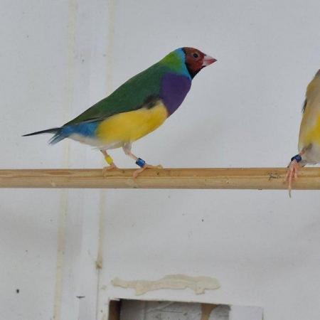 Image 4 of Pairs of Gouldian finches 23/24 breed