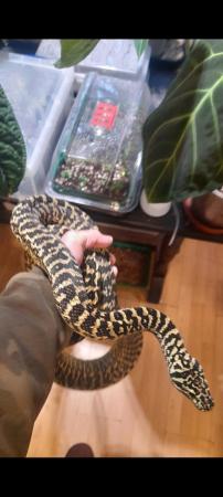Image 2 of Zebra Jungle carpet python female