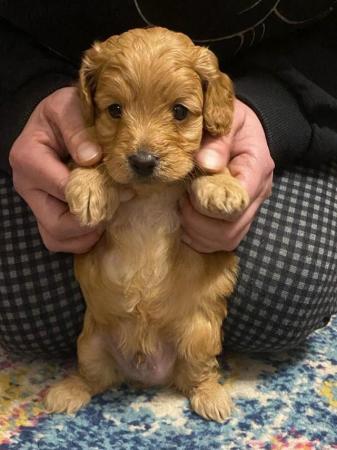 Poodle puppies for sale in Birmingham, West Midlands – 1 year old - Image 11 of 12