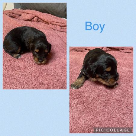 Image 4 of REDUCED!!! REDUCED!!!!Beautiful litter of caverpoo’s