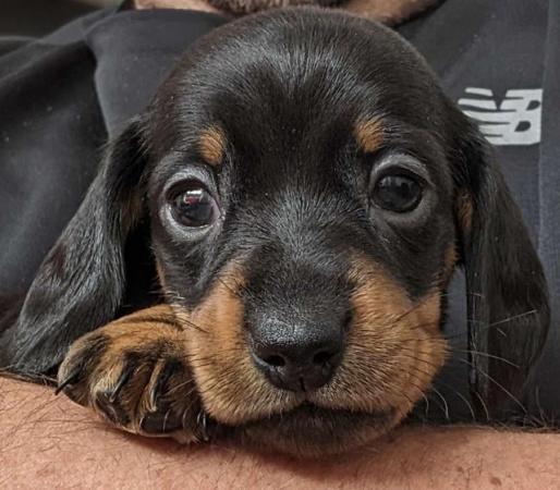 Image 4 of Ready now!!! KC registered miniature dachshunds for sale