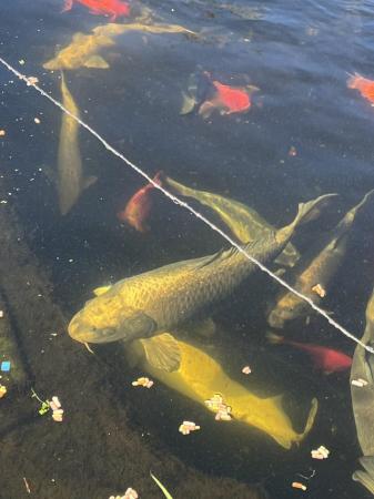 Image 3 of Pond fish for sale, Koi, common carp, sturgeon.