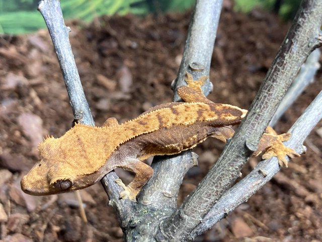 Preview of the first image of Unsexed juvenile red based flame crested gecko.