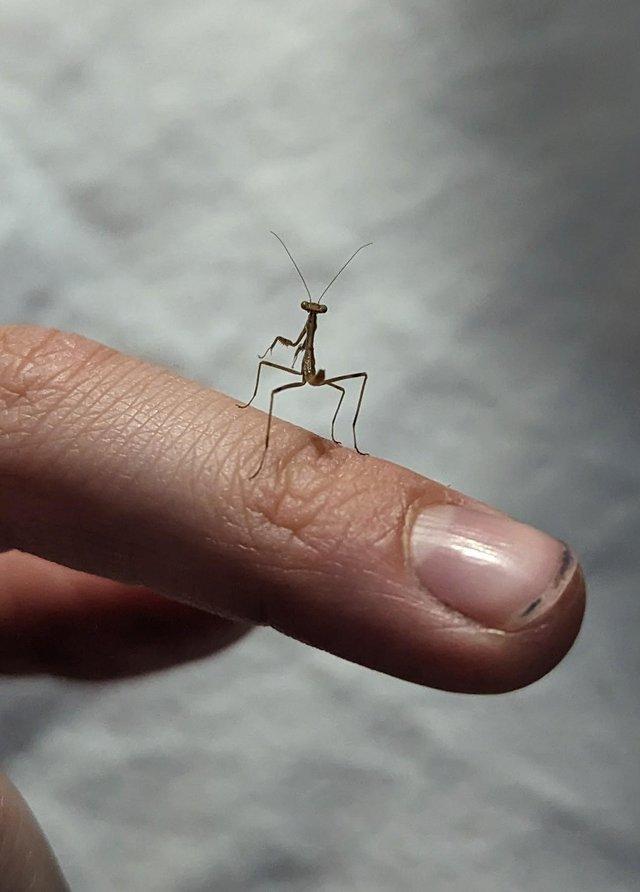 Preview of the first image of Giant Asian praying mantis babies.