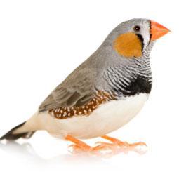 Image 15 of WARRINGTON PETS & EXOTICS BIRD PRICE LIST NEW