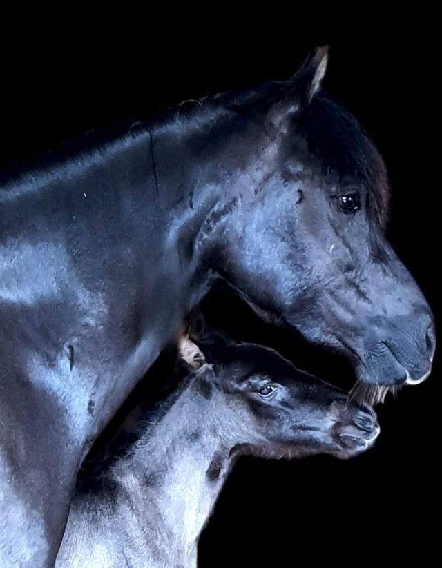 Preview of the first image of Beautiful black welsh section c broodmare.