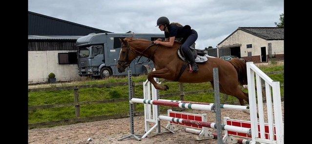 Image 2 of Stunning 6yr old 15,2hh Chestnut Mare
