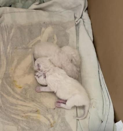 Image 2 of Pure ragdoll kittens. Ready to leave now