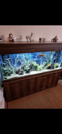 Image 2 of 450lt fish tank with everything for sale