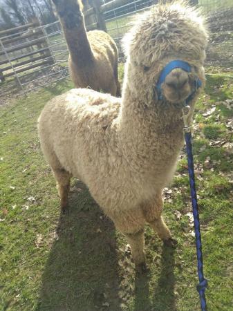 Image 2 of 2 male Alpaca weanlings 10 months old for sale