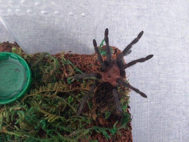 Preview of the first image of Tlitocatl verdezi - Mexican rose/grey Tarantula.
