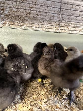Image 3 of Silkie and satin chicks available - various colours