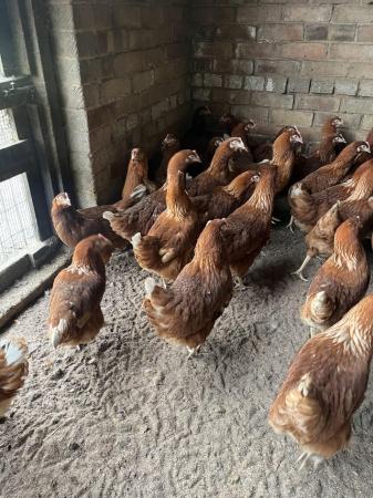 Image 3 of Warren hi line point of lay pullets 22 weeks oldchickens
