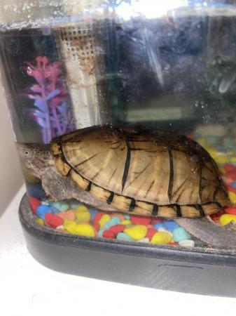 Image 2 of For sale 4years old Terrapin turtle £100