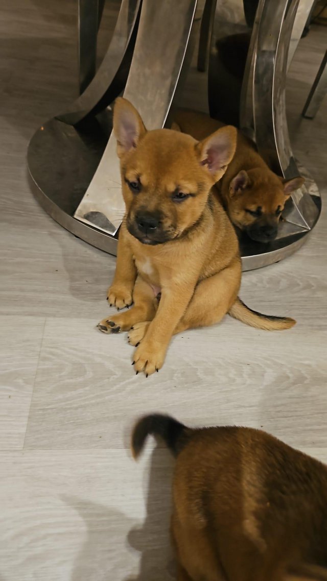 Preview of the first image of Shiba inu x french bulldog puppies.