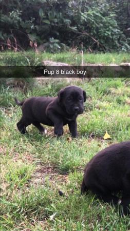 Image 17 of grand champion bloodlines cane corso pups. 10 weeks old.