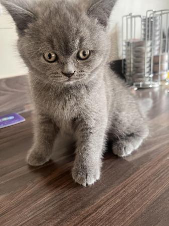 Image 10 of Pedigree British Blue Shorthair Kittens