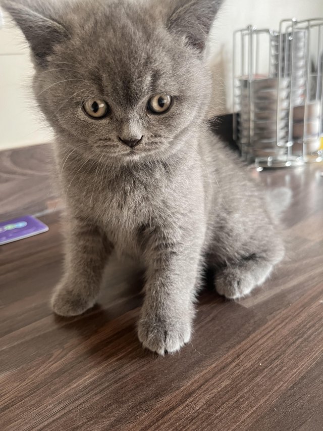 Preview of the first image of Pedigree British Blue Shorthair Kittens.