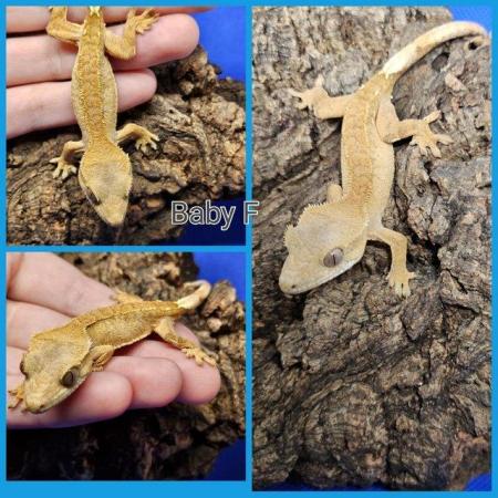 Image 3 of stunning baby crested geckos looking for forever homes