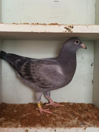 Image 8 of 2024 Racing Pigeons for sale - Squeakers - Eye Suffolk
