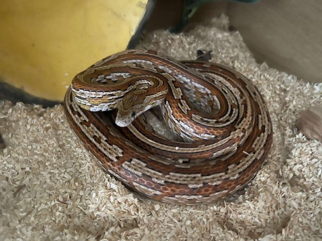 Preview of the first image of Sunkissed Tessera corn snake with vivarium.