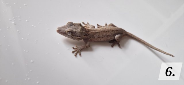 Image 8 of Cb23 gargoyle geckos for sale unsexed