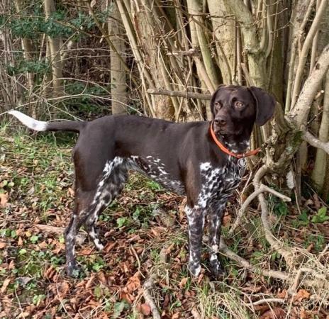 Image 8 of KC Reg German Shorthaired Pointer Puppies