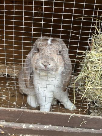 Image 2 of ADULT FRENCH LOPS AVAILABLE NOW