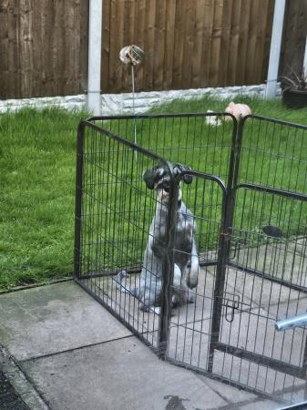 Image 4 of 8 MONTH OLD STANDARD SCHNAUZER