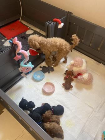 Image 14 of KC Reg Toy poodle puppies Red Phantom