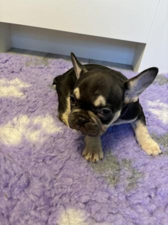 Image 23 of Last one left ready today  KC REG French bulldog puppies