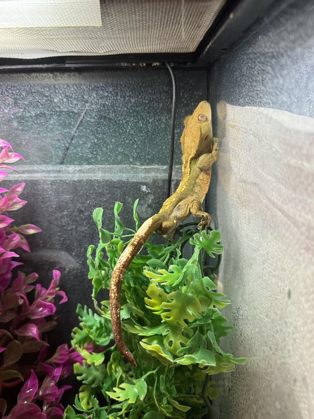 Preview of the first image of Adult male crested gecko.