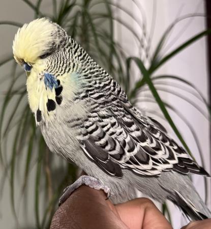 Image 13 of Hand Tame Baby Budgie Parakeets