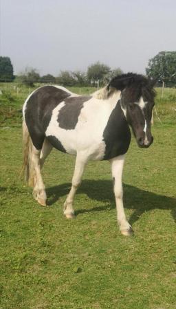 Image 1 of Beautiful coloured mare lots of potential
