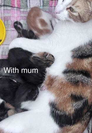Image 1 of 2 beautiful mixed breed kittens ready to leave 23rd June