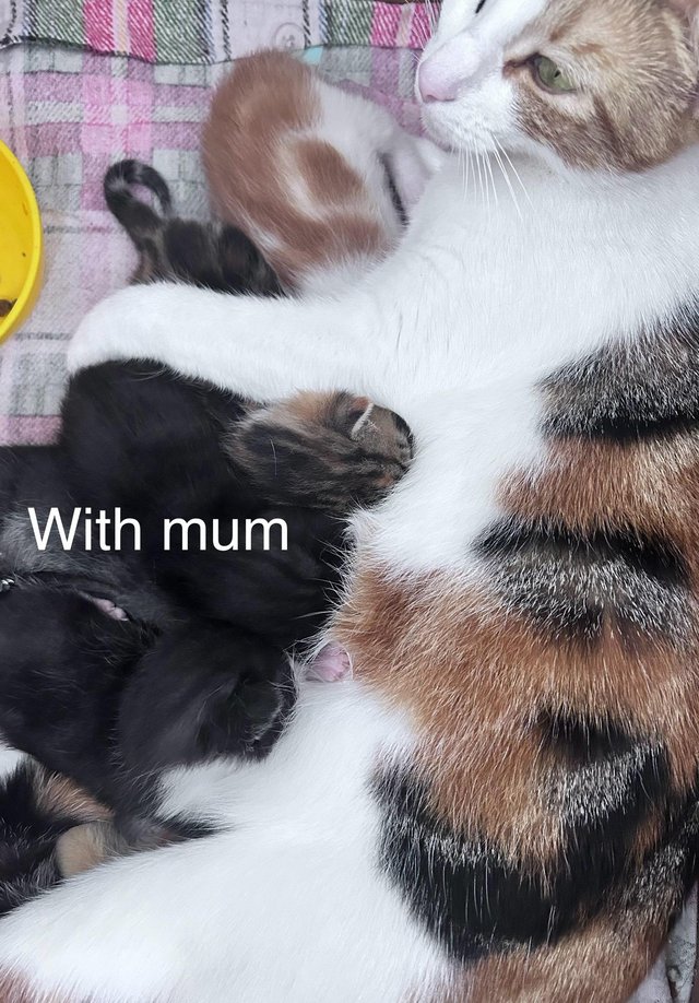 Preview of the first image of 2 beautiful mixed breed kittens ready to leave 23rd June.