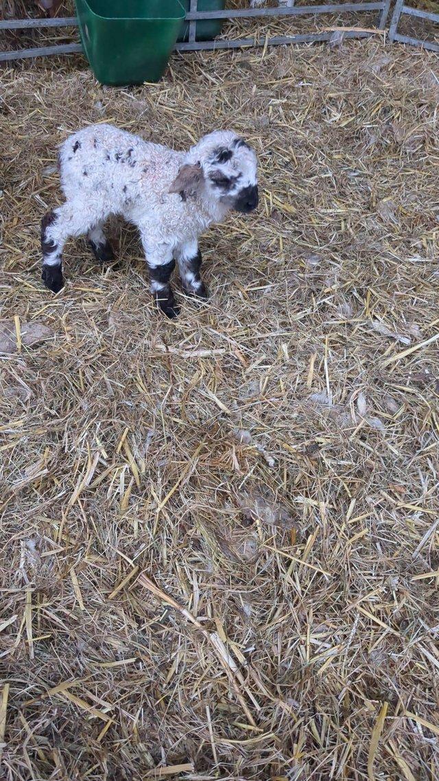 Preview of the first image of 2 pet lambs available valais blacknose x.