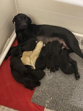 Image 3 of Working labrador puppies from health tested parents
