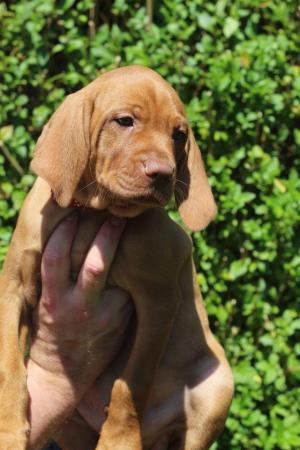 Image 13 of *READY TO LEAVE* KC Registered Hungarian Vizsla Puppies