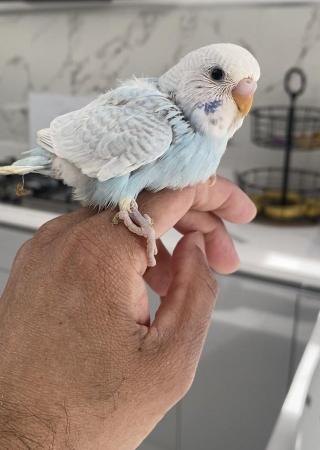 Image 2 of Tame baby budgies for resevao