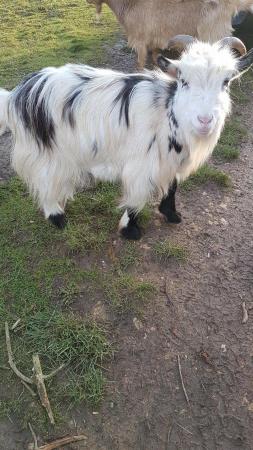 Image 2 of Pygmy wether goat ( no nuts )