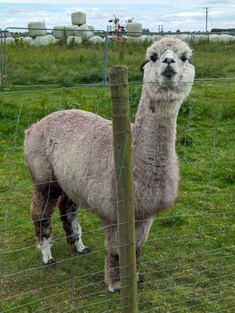 Image 2 of 7 year old BAS registered rose gray male alpaca