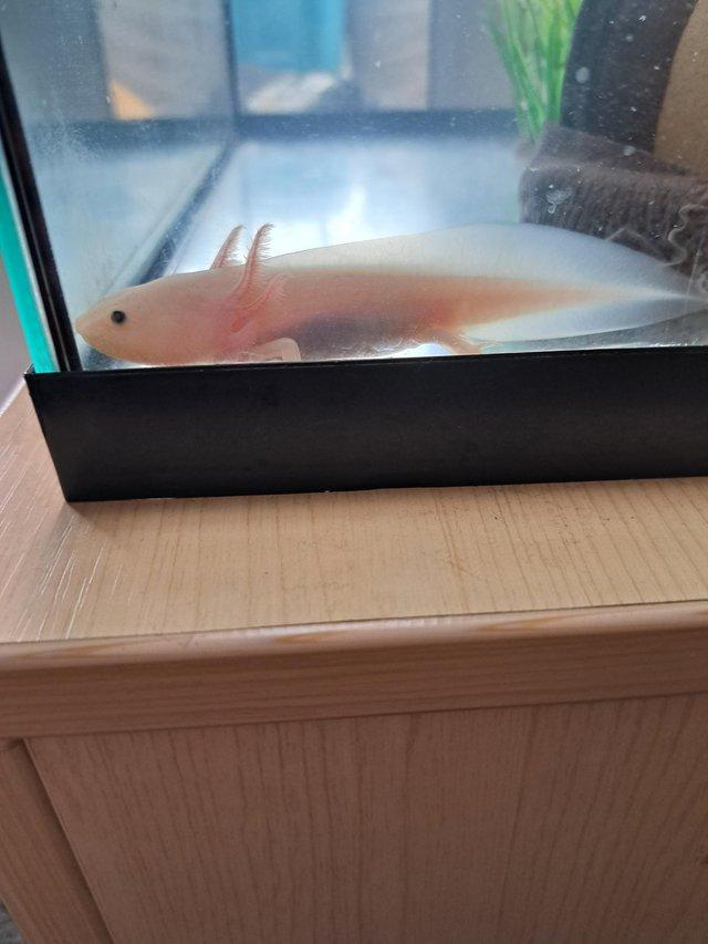 Preview of the first image of 6mths to a year axolotl's.