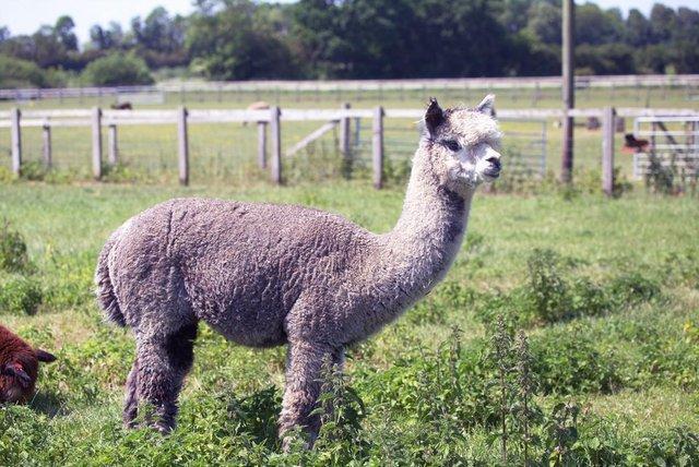 Image 3 of MALE ALPACAS TOP QUALITY BAS AVAILABLE FOR THEIR SERVICES