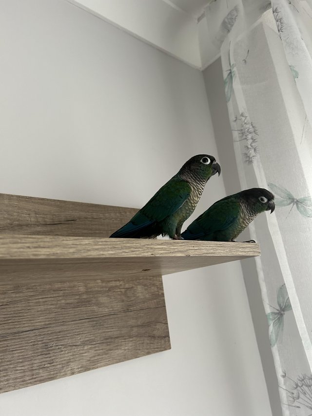 Preview of the first image of 2 blue conures for sale.