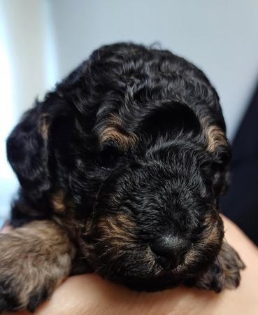 Image 8 of Toy Poodle Puppies for Sale