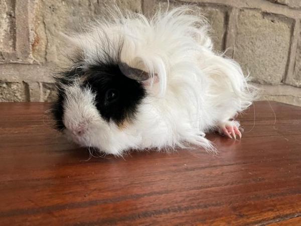 Image 6 of Stunning young curly longhaired male Guinea Pig