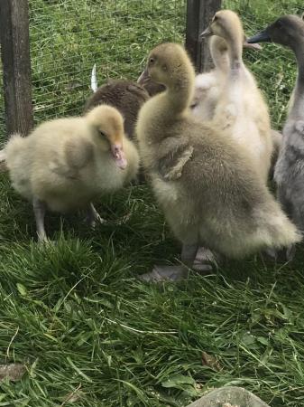 Image 1 of 2 Goslings breeding unknown (Unsexed)