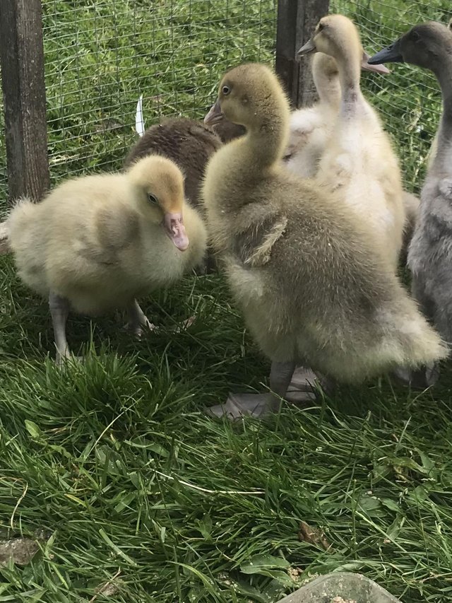 Preview of the first image of 2 Goslings breeding unknown (Unsexed).