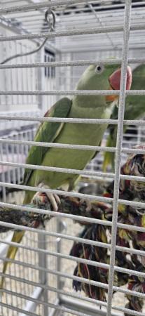 Image 4 of Male and female alexandrine parrots